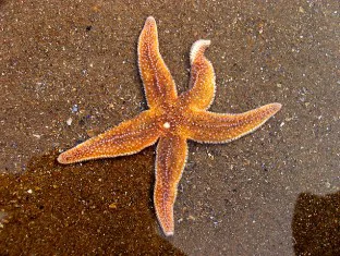 Chiropractic Cocoa Beach FL Starfish