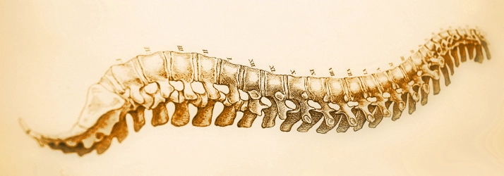 Chiropractic Cocoa Beach FL Spine Drawing